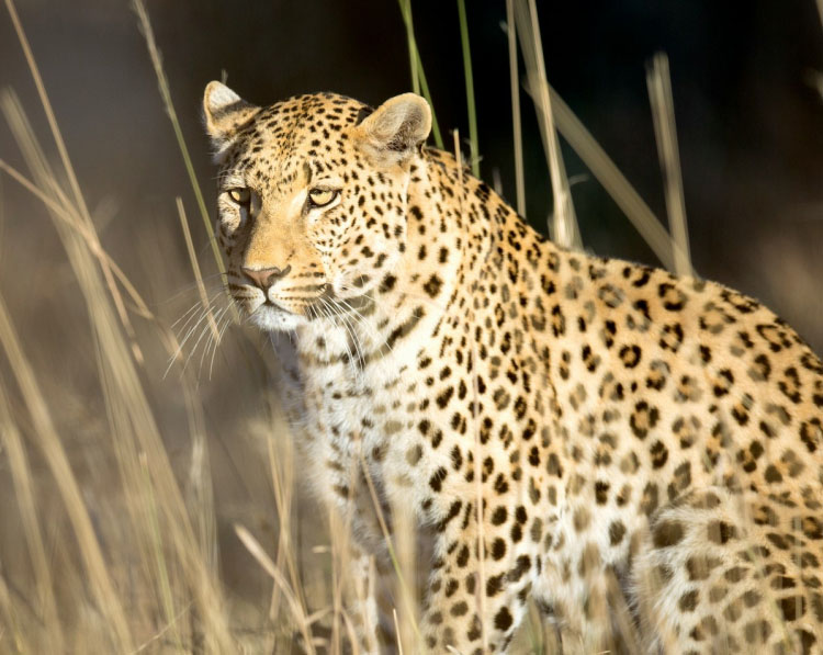 safari-tour-highlight-4